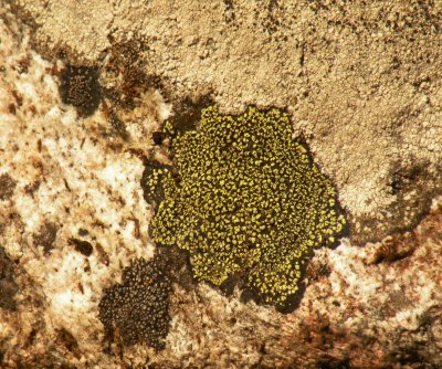 Gold Lichen at Fry Creek Trail.