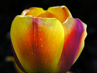 Tulip  1.