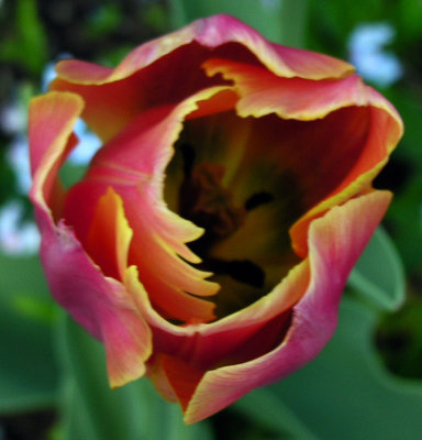 Tulip 15.