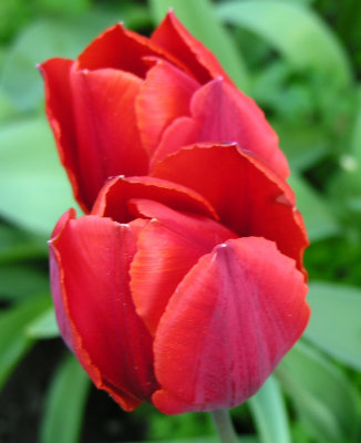 Tulip 55.