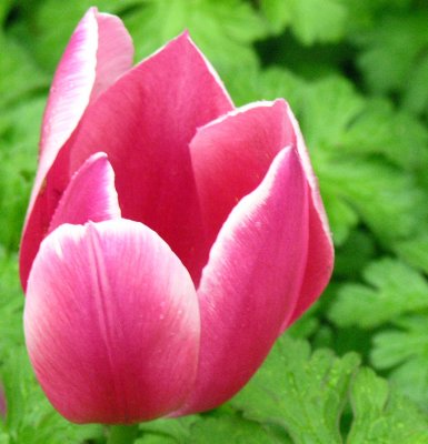 Tulip 22.jpg