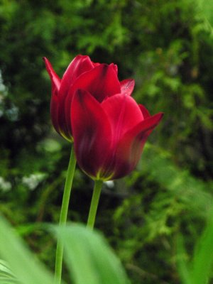 Tulips 7.jpg