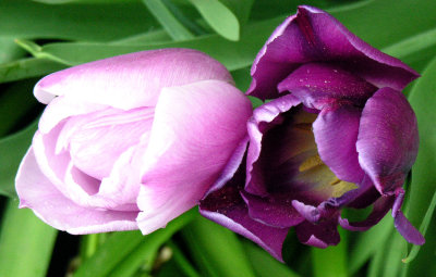 Tulip 99.jpg