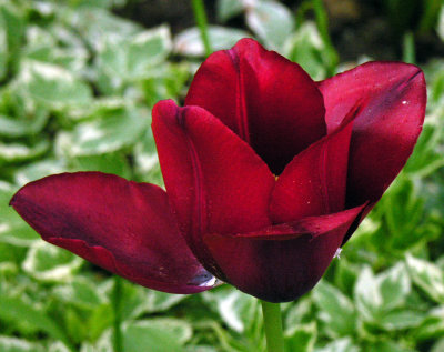 Tulip 74.