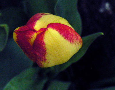 Tulip 69.