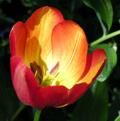 Tulip 54.