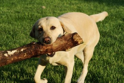 Simba Running With Log
