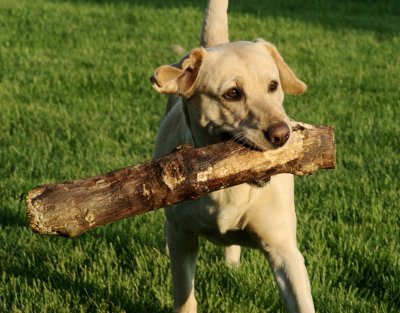 Simba With Log