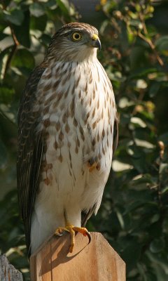 Coopers Hawk