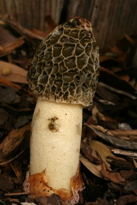 A different looking mushroom