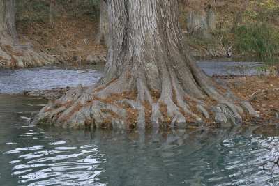 Roots in the Medina River