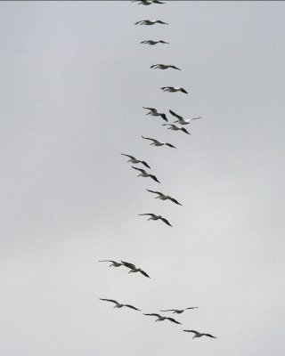 A Flock of ... no not seagulls!