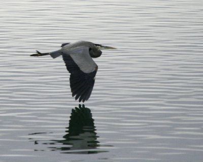 Great Blue Heron Flying