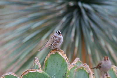 White-crowned Sparrow