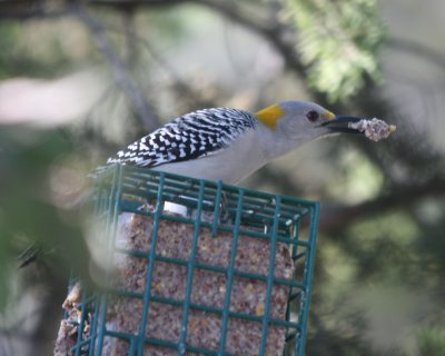 Golden-fronted Woodpecker with suet