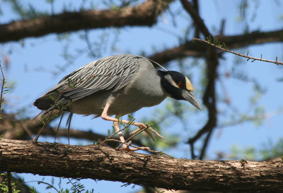 Yellow-crowned Night Heron #2