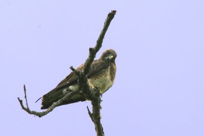 Swainson Hawk