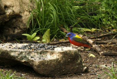 Painted Bunting