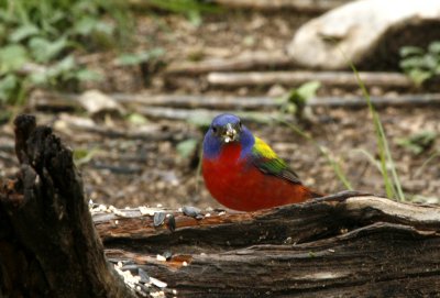 Painted Bunting