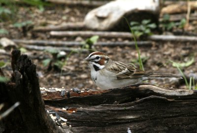 Lark Sparrow