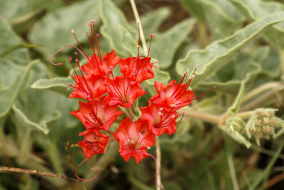 Scarlet Musk-flower