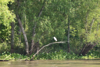 Atchafalaya