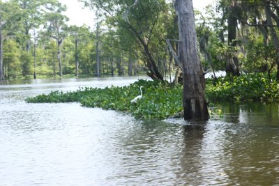 Atchafalaya