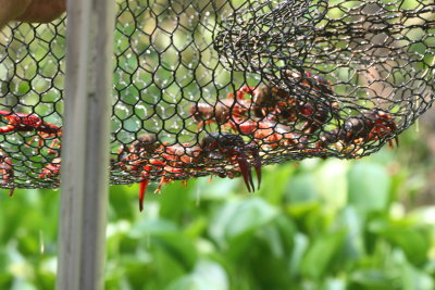 Atchafalaya - Crayfish