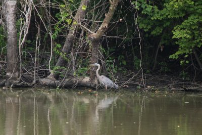Great Blue Heron