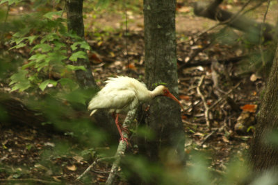 White Ibis