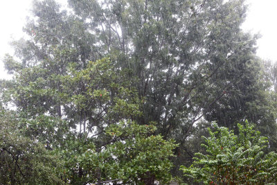 Rain in the tree tops
