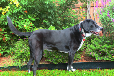 Garden Inspector Extraordinaire