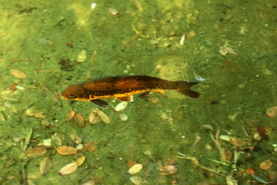 Here a Koi