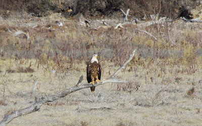 Bald Eagle