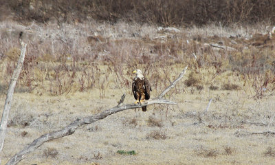 Bald Eagle 2