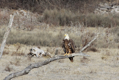 Bald Eagle 3