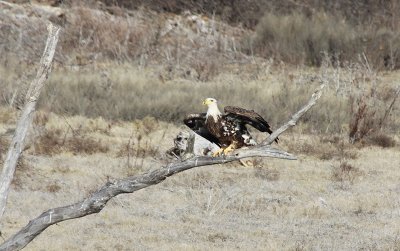 Bald Eagle 4