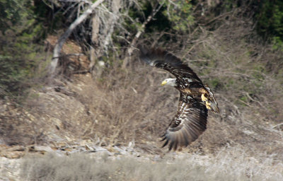 Bald Eagle 5