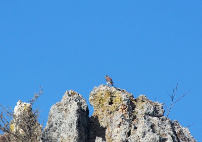 Kestrel on the rocks
