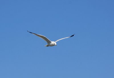 Ring Billed Gull