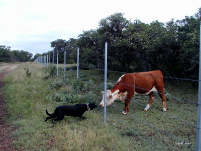 Sara_Cows4.JPG