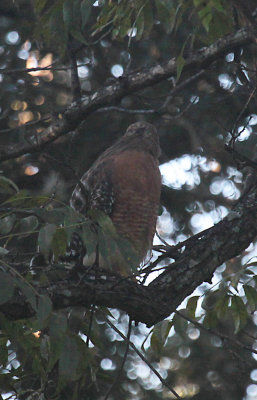 Red-Shouldered Hawk