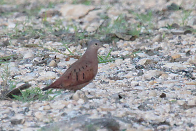 Ruddy Ground Dove