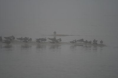 Foggy Beach with Black Skimmers