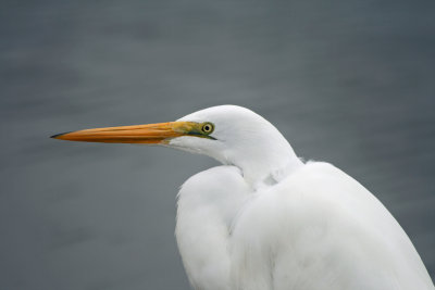 Great Egret