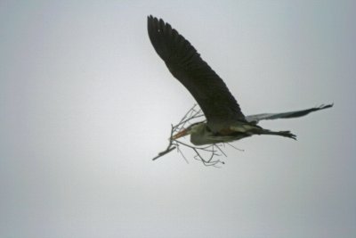 Great Blue Heron with Nesting Material