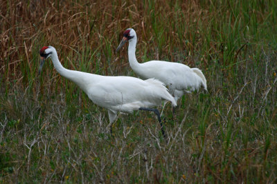 Whooping Cranes