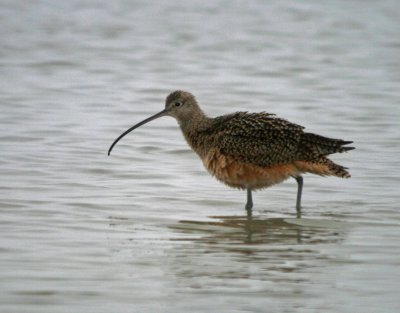 Curlew Sandpiper