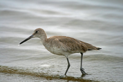 Willet