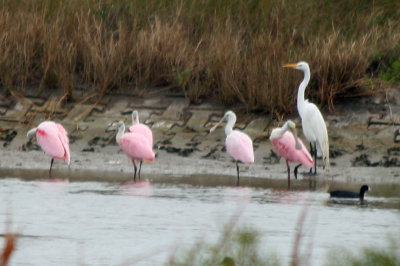 Roseate Spoonbills and Egret